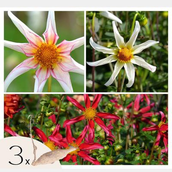 Dahlia de jardin - 3 pcs - Dahlia Honka Dark, Honka Fragile