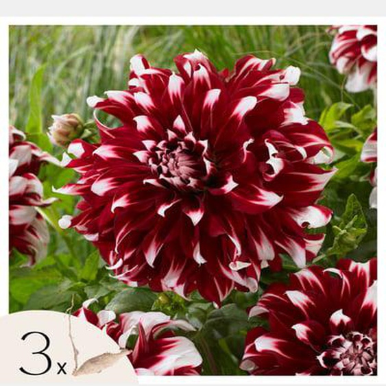 Dahlia de jardin - 3 pcs - Dahlia X-Factor - Bulbes à fleurs