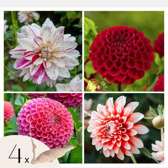 Dahlia de jardin - 4 pcs - Dahlia Bouqet Sunset - Bulbes à fleurs