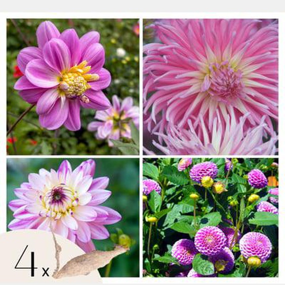 Dahlia de jardin - 4 pcs - Dahlia Pink Love - Bulbes à fleurs