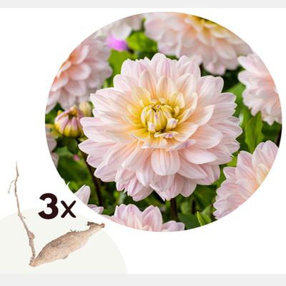Dahlia Dianas Memory - Lot de 3 - Tubercules - Bloomers dété - Rose