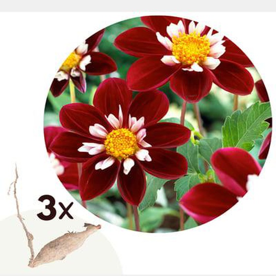 Dahlia Mary Evelyn - Lot de 3 - Tubercules - Bloomers dété - Rouge/Blanc/Jaune
