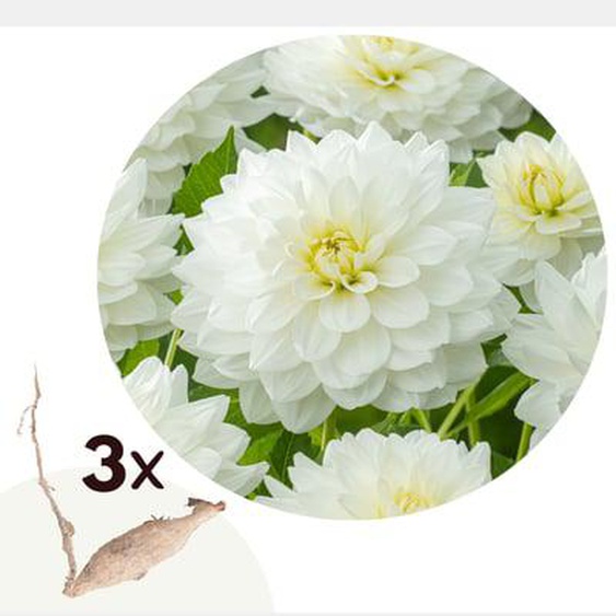 Dahlia White Perfection - Lot de 3 - Tubercules - Bloomers dété - Blanc