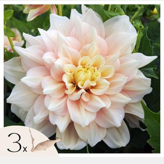 Dahlias - Set de 3 - Dahlia Break Out - Bulbes à fleurs - Rose