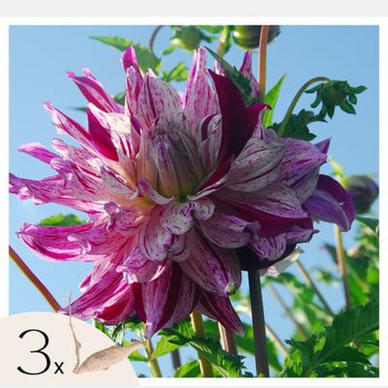 Dahlias - Set de 3 - Dahlia Bristol Stripe - Bulbes à fleurs - Rose