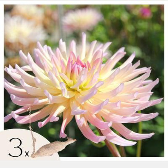 Dahlias - Set de 3 - Dahlia Cabanna Banana - Bulbes à fleurs - Jaune