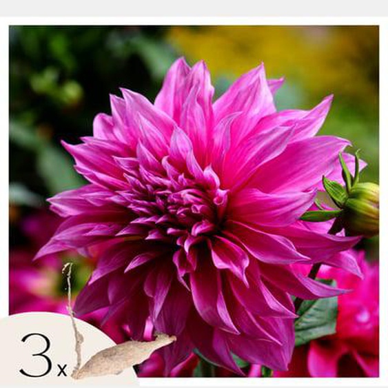 Dahlias - Set de 3 - Dahlia Café au lait Rosé - Bulbes à fleurs - Rose