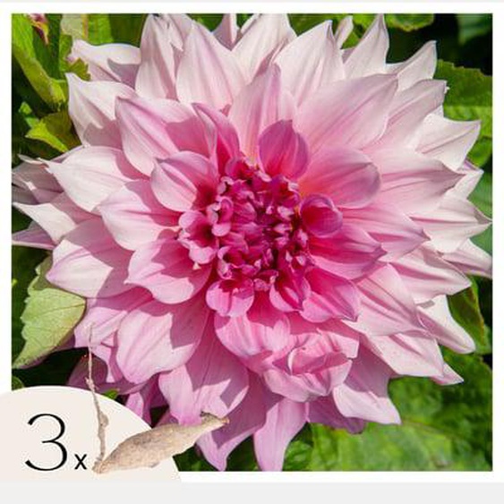 Dahlias - Set de 3 - Dahlia Café au lait Royal - Bulbes à fleurs - Rose