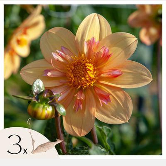 Dahlias - Set de 3 - Dahlia Kelsey Annie Joy - Bulbes à fleurs - Orange