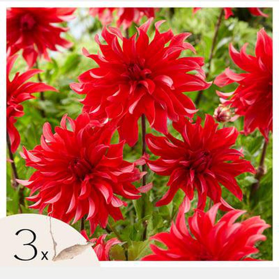 Dahlias - Set de 3 - Dahlia Labyrinth Red - Bulbes à fleurs - Rouge