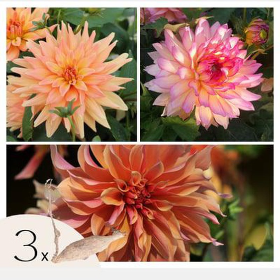 Dahlias - Set de 3 - Dahlia Labyrinth, Twotone - Bulbes à fleurs - Violet