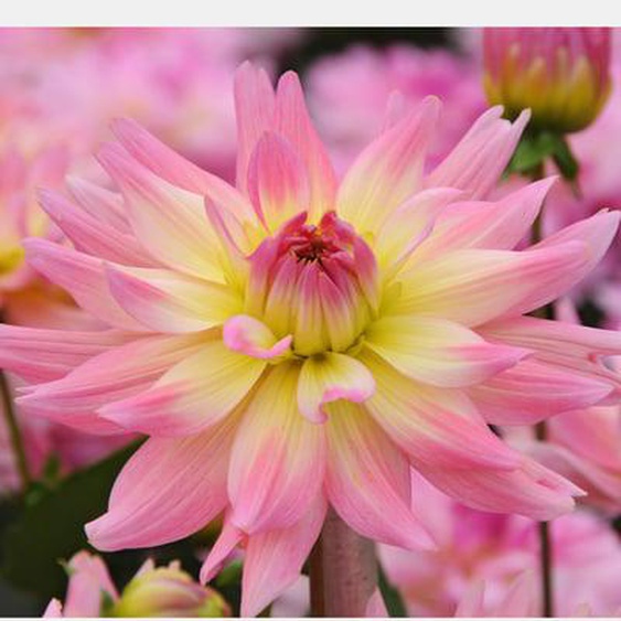 Dahlias - Set de 3 - Dahlia Melody Gipsy - Bulbes à fleurs