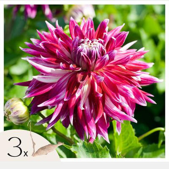 Dahlias - Set de 3 - Dahlia Vancouver - Bulbes à fleurs - Rose