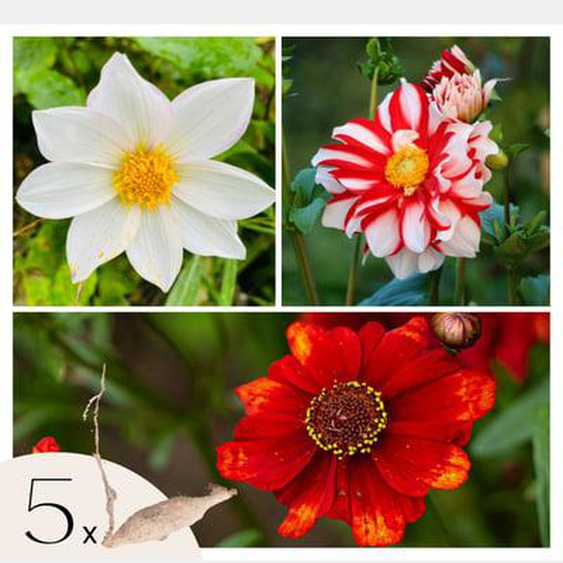 Dahlias - Set de 5 - Dahlia Sunset Mix - Bulbes à fleurs - Rouge