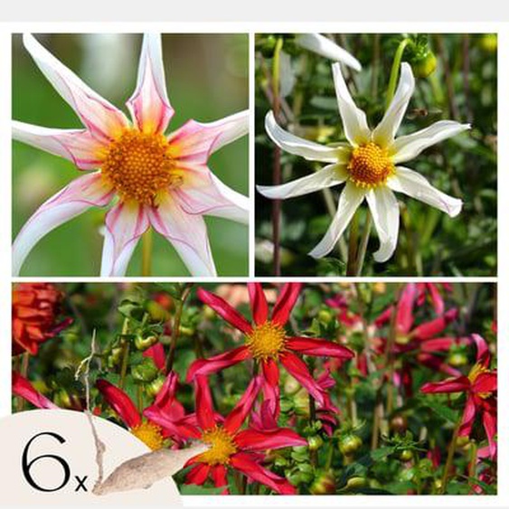 Dahlias - Set de 6 - Dahlia Honka Dark, Honka Fragile - Bulbes à fleurs
