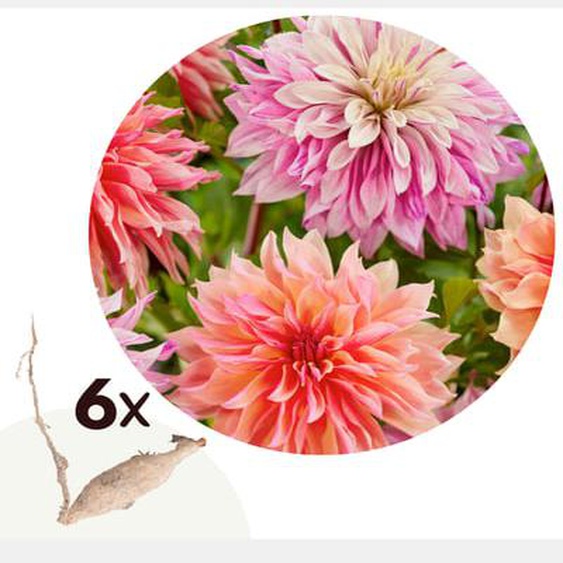 Dahlias - Set de 6 - Dahlia Labyrinth - Bulbes à fleurs - Violet