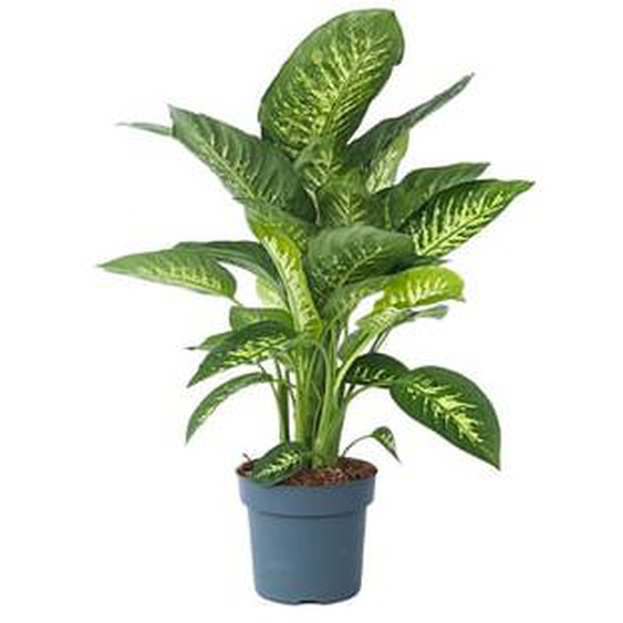 Dieffenbachia Tropic - Plante dintérieur - ¿24cm - Hauteur 70-80cm