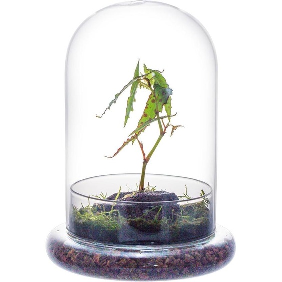 Dôme en verre avec trou daération - Terrarium pour cactus et plantes succulentes - 1 pièce - Transparent - Verre - 15 x 15 x 21 cm