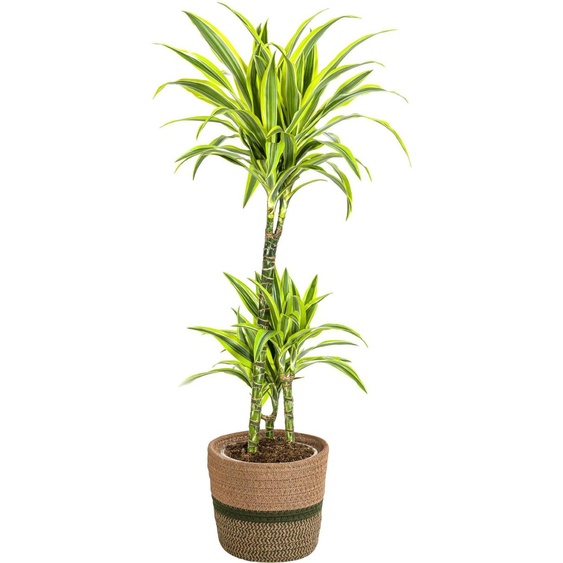 Dracaena Deremensis Lemon Lime avec panier en osier naturel - Hauteur 90-110cm
