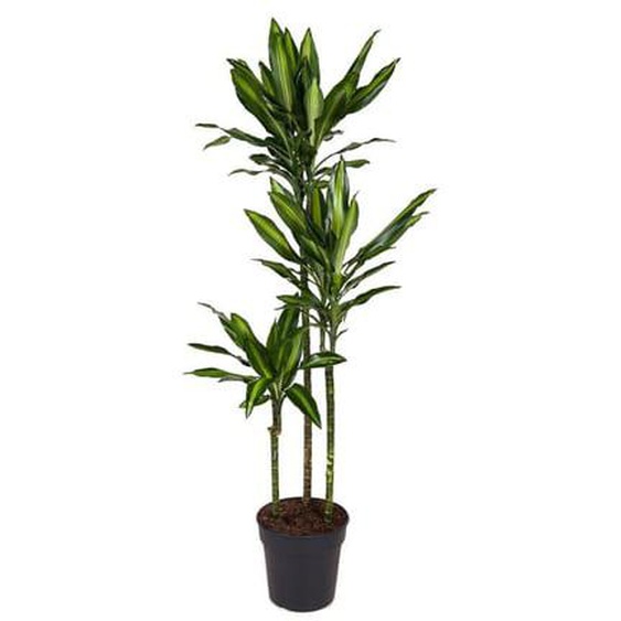Dragonnier - Dracaena fragrans Cintho - Hauteur 140-150cm - ¿24cm