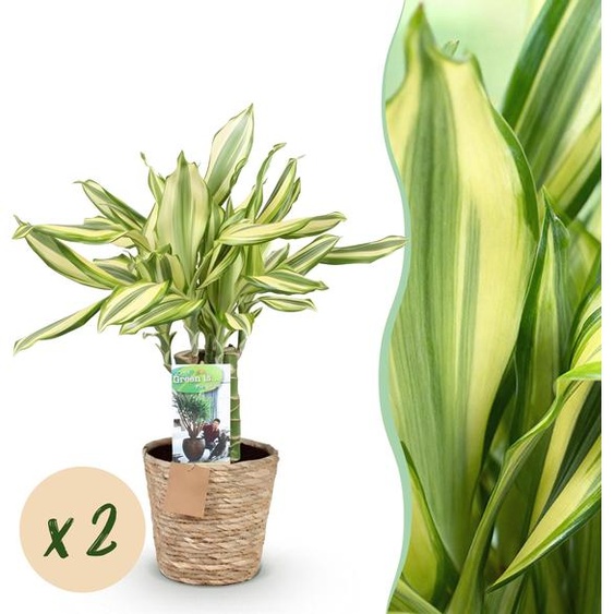 Dracaena fragrans Diamond Dream - Dragonnier - Entretien réduit - avec panier - Vert - 2 Plantes - 50-55cm - Ø17cm - Plante dintérieur - Vert persistant