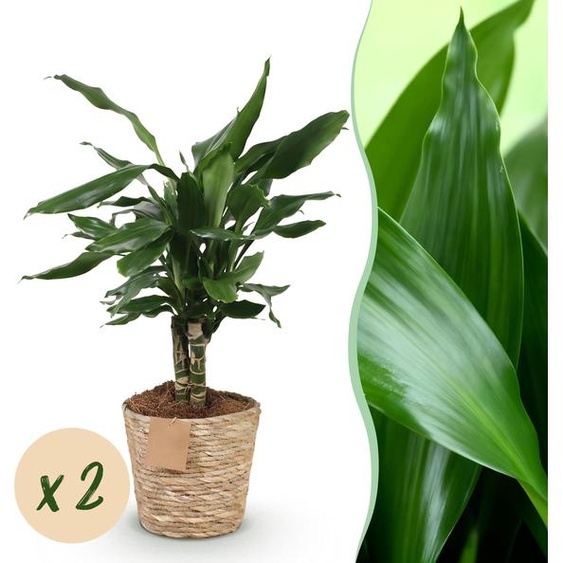 Dracaena fragrans Steudneri - Dragonnier - Entretien réduit - avec panier - Vert - 2 Plantes - 50-55cm - Ø17cm - Plante dintérieur - Vert persistant