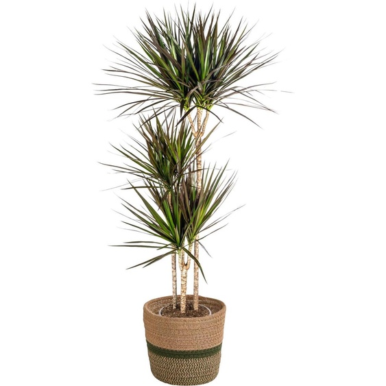 Dracaena Marginata Magenta avec panier en osier naturel - Hauteur 130-150cm