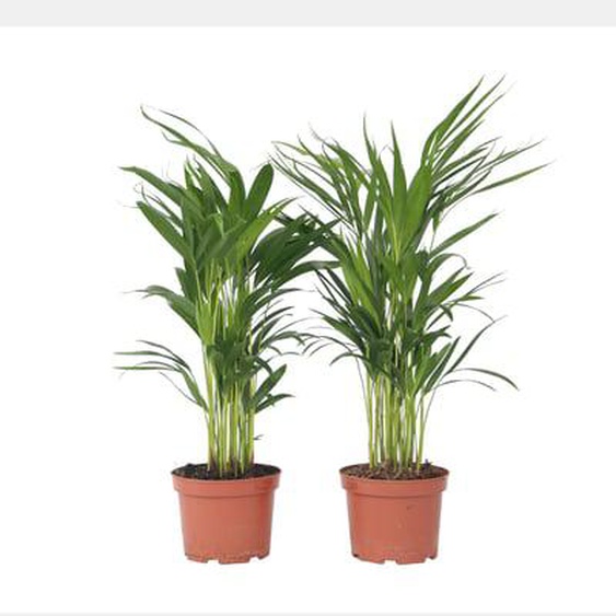 Dypsis Lutescens - Areca Palmier Dor - Set de 4 - Pot 17cm - Hauteur 60-70cm