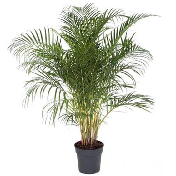 Palmier areca - Dypsis lutescens - Hauteur 140-150cm - ¿27cm