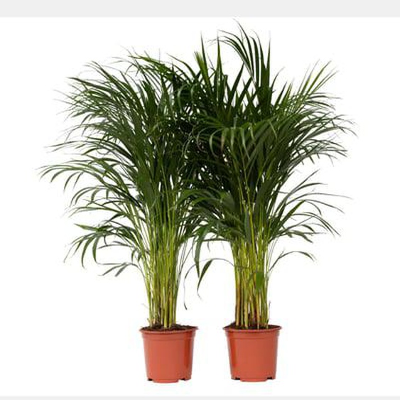 Palmier areca - Set de 2 - Dypsis lutescens - Hauteur 100-120cm - ¿21cm