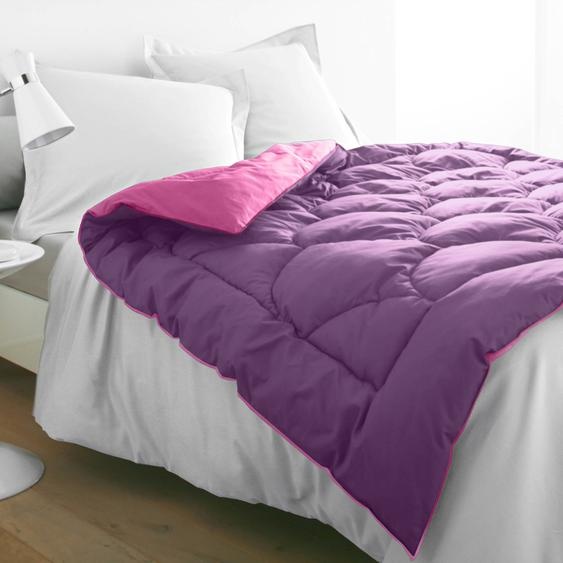 Edredon bicolore -