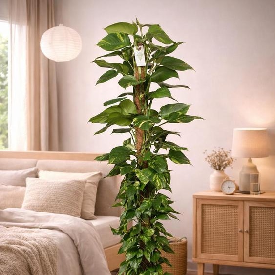 Epipremnum Aureum Efeutute sur tige de mousse 160cm - plante dintérieur, plante grimpante, plante suspendue, facile dentretien en pot Ø27cm