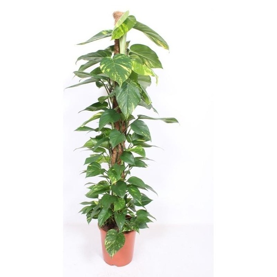 Epipremnum Aureum - Lierre sur tige de mousse Pot Ø 24 / hauteur env. 120 cm Plante grimpante Facile à entretenir Plante dintérieur suspendue