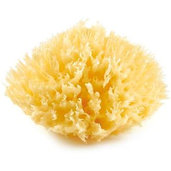 Eponge De Mer Honeycomb Jaune