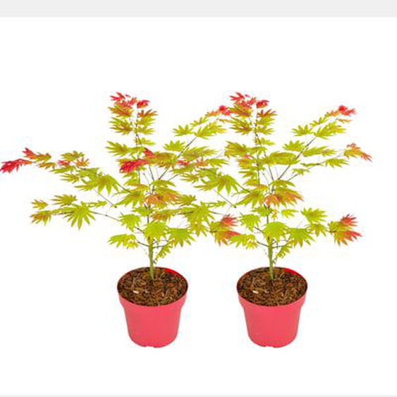 Érable du Japon - Set de 2 - Acer palmatum Moonrise - Hauteur 40-50cm - ¿19cm