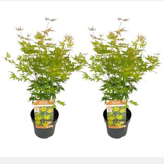 Érable du Japon - Set de 2 - Acer palmatum Orange Lace - H60-70cm - ¿19cm