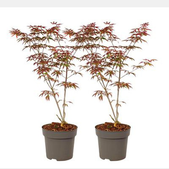Érable du Japon - Set de 2 - Acer palmatum Starfish - Hauteur 60-70cm - ¿19cm
