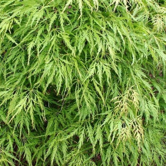 Érable du Japon Dissectum (Acer palmatum Dissectum) | 50-60 cm en pot