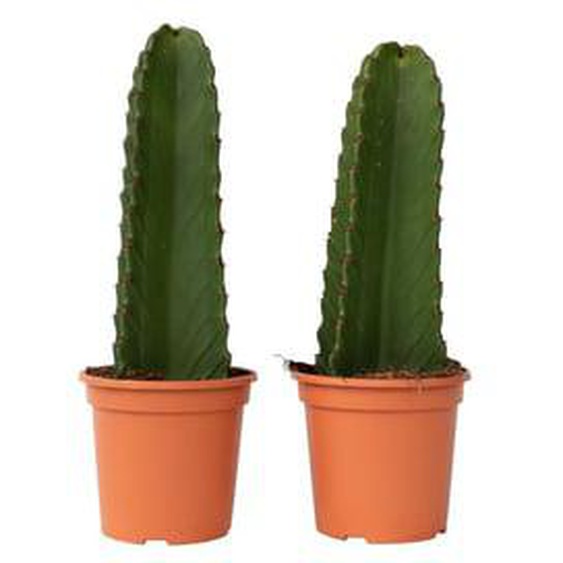 Euphorbia Ingens cactus cowboy - Lot de 2 - cactus - ø18cm - hauteur 40-50cm