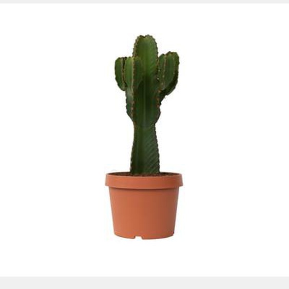 Euphorbe ingens - Euphorbia ingens - Hauteur 85-95cm - ¿24cm