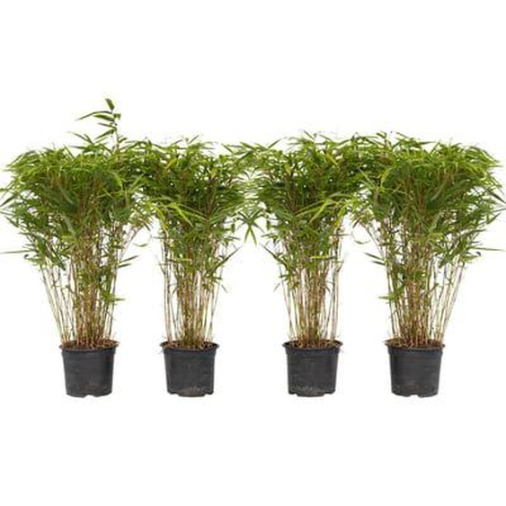 Fargesia Gansu - Set de 4 - Bambou non invasif - Pot 17cm - Hauteur 50-70cm