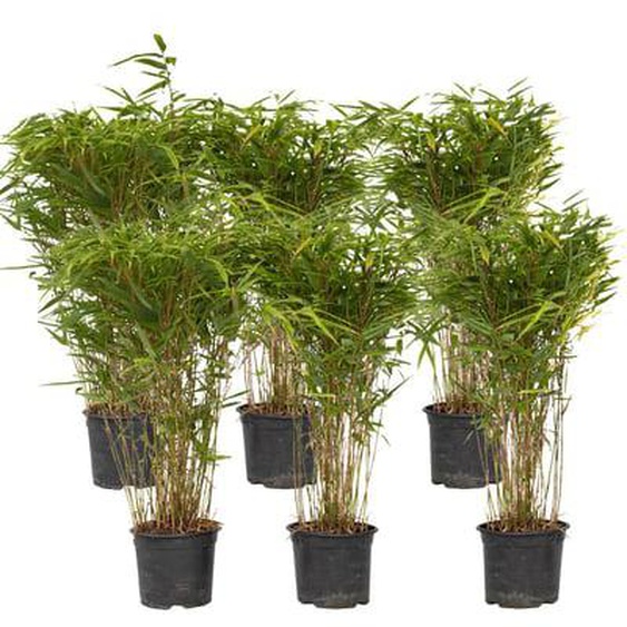 Fargesia Gansu - Set de 6 - Bambou non invasif - Pot 17cm - Hauteur 50-70cm