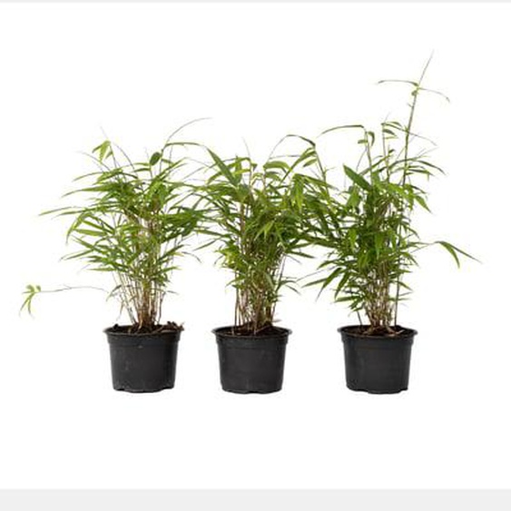 Fargesia Grex - Lot de 6 Bambou Bleu - Robuste - Pot 13cm - Hauteur 30-40cm