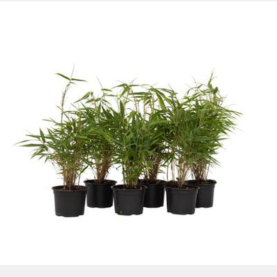 Bambou non-traçant - Set de 6 - Fargesia rufa - Hauteur 25-40cm - ¿13cm