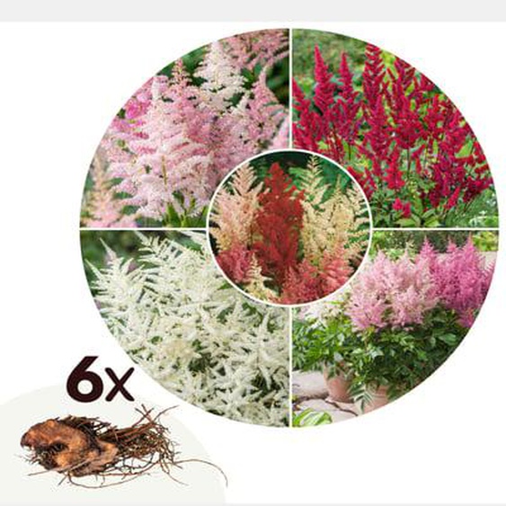 Faux Spiraea - Set de 6 - Astilbe - Rhizomes