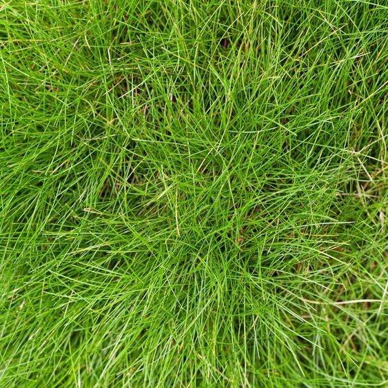 Fétuque ornementale Festuca gautieri 24 plantes à feuilles persistantes résistante à la sécheresse