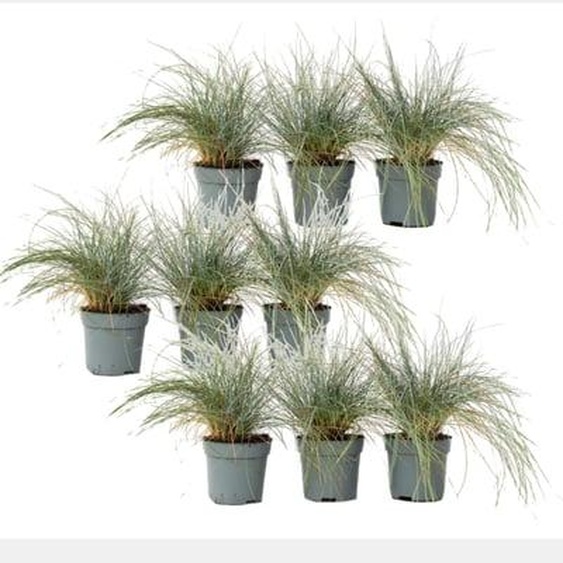 Fétuque - Set de 18 - Festuca glauca Elijah Blue - Hauteur 10-15cm - ¿9cm