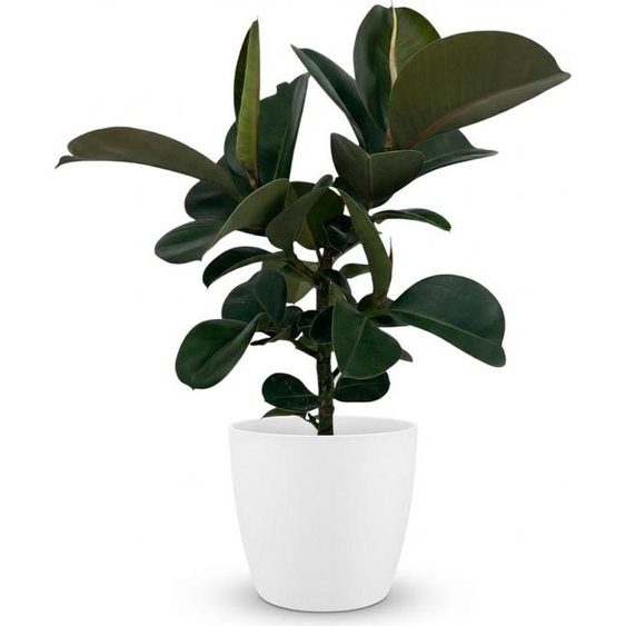 Ficus Elastica Cloe, ficus élastique, 65cm - plante dintérieur dans un