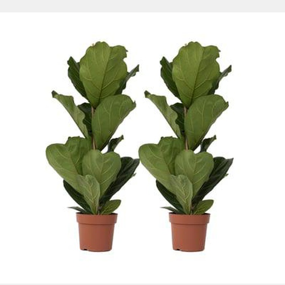 Figuier à Feuilles de Violon - Set de 2 - Ficus Lyrata - Hauteur 70-90cm - ¿21cm