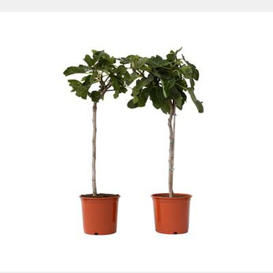 Figuier de Barbarie - Set de 2 - Ficus Carica - Hauteur 70-90cm - ¿21cm